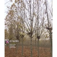 12-18公分2-3年冒法桐，20-30公分全冠法桐