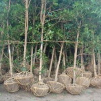 8公分桂花便宜貨，找8公分桂花