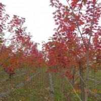 美國(guó)紅楓（秋火焰）