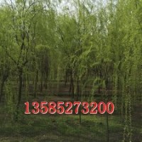 供應(yīng)垂柳2-15公分、垂柳價(jià)格、垂柳圖片、垂柳基地
