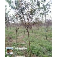 紫薇3-5公分，