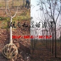 6公分欒樹價(jià)格,8公分欒樹價(jià)格