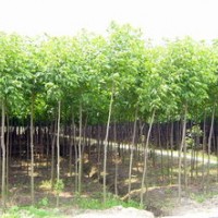 重陽木價(jià)格 重陽木 重陽木基地