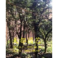 高山小葉黃楊、小葉黃楊樹（小葉黃楊的種植技術(shù)）就找利川天都