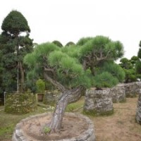 0010號(hào)進(jìn)口日本精品黑松庭院景觀樹