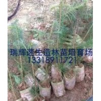 哪里有真正的速生杉苗 3代組培速生杉苗8年畝產(chǎn)量可達(dá)15立方