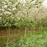 廣西宮粉紫荊3-5-7cm，地苗，清場(chǎng)價(jià)，10萬(wàn)株