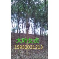 江蘇女貞價格，女貞報價