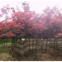 供應(yīng)紅楓，紅楓小苗，紅楓批發(fā)。