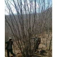 山林 《苗木》五角楓 蒙古櫟 擰筋槭 水曲柳 花臘 白樺 核桃楸 暴