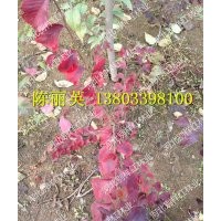 秋紅榆----紅粉佳人