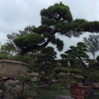 羅漢松供應(yīng)