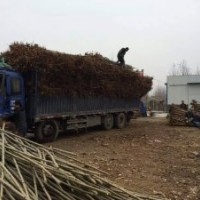 4公分法桐裝車完畢，3公分北欒繼續(xù)備貨，5，6公分國槐