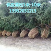 陜西雪松價(jià)格陜西雪松報(bào)價(jià)