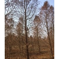 12公分中山杉 12公分中山杉 12公分中山杉