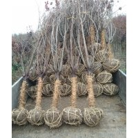 供應(yīng)信息欒樹(shù),紫葉李,紫薇