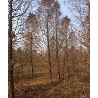 大量供應中山杉 大量供應中山杉