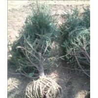 供應(yīng)：2-3米云杉，3.5-4米云杉價(jià)格，4.5-5米云杉山東哪有