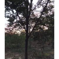 櫸樹，樸樹，烏桕，欒樹，水杉，金葉水杉，池杉，落羽杉，紫薇，