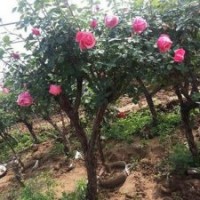 批發(fā)5公分月季樹