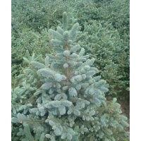 饅頭柳、紅柳、竹柳、旱枊、胡楊、沙棗苗、云衫等