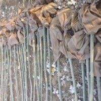 新疆楊、垂柳、饅頭柳、紅柳、竹柳、旱枊、胡楊