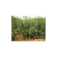 江蘇沭陽(yáng)妍宇苗木基地