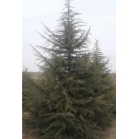 雪松 玉蘭大量供應(yīng)