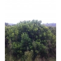 出售全冠楊梅球