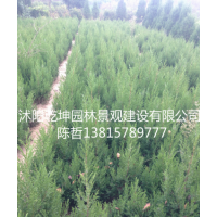 檜柏 龍柏 灑金柏 爬地柏