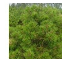 專業(yè)供應(yīng)《華山松100萬(wàn)》