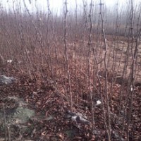 花椒苗出售、花椒苗大紅袍獅子頭大量出售