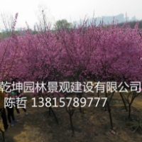 美人梅 榆葉梅 紅梅