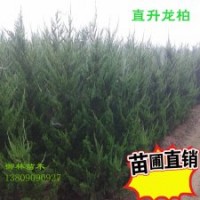 荒山造林側(cè)柏苗扁柏苗，刺柏高龍柏，