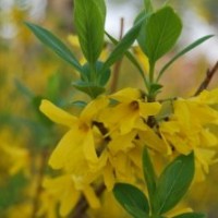 連翹