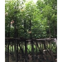 哪里有陰香樹賣