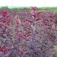 專(zhuān)供紅葉李 1.5米紅葉李苗