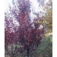 出售紅葉李、美人梅、紫葉矮櫻 價格