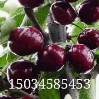 山西櫻桃苗培育基地