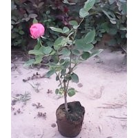 金葉榆，連翹，金銀木，紅葉碧桃，紅葉李，月季