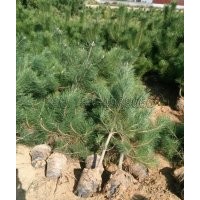 荒山綠化山東首選黑松苗木而西北首選油松苗木的原因