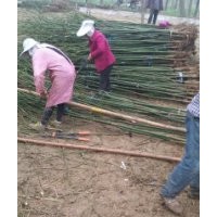 國槐成活率高國槐價格低國槐苗子