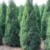 供應占地側(cè)柏，蜀儈，刺槐，國槐