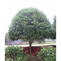 桂花樹低價(jià)出售