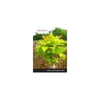 彩葉喬木新品種：金葉白蠟介紹