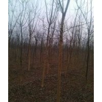 國槐種植國槐基地速生國槐老式國槐國槐價格