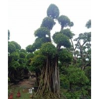 廣西自然型小葉榕樁頭（嫁接造型小葉榕）榕樹樁頭金錢榕盆景批發(fā)