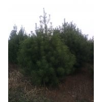 白皮松，華山松