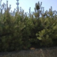 急售：油松、云杉