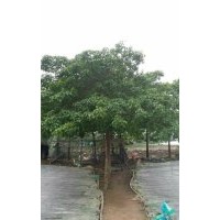 秋楓15-17分地苗